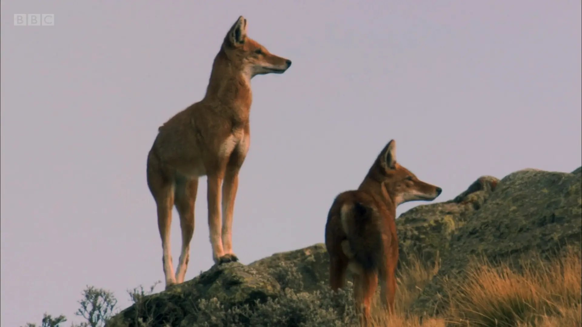 Nothern Ethiopian wolf (Canis simensis simensis) as shown in Planet Earth - Mountains